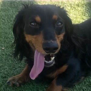 Meet your Posher, Mollye